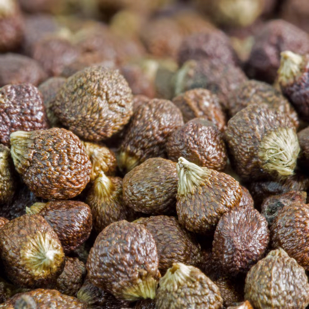 A close up view of dark brown textured Melegueta pepper seeds called Grains of Paradise